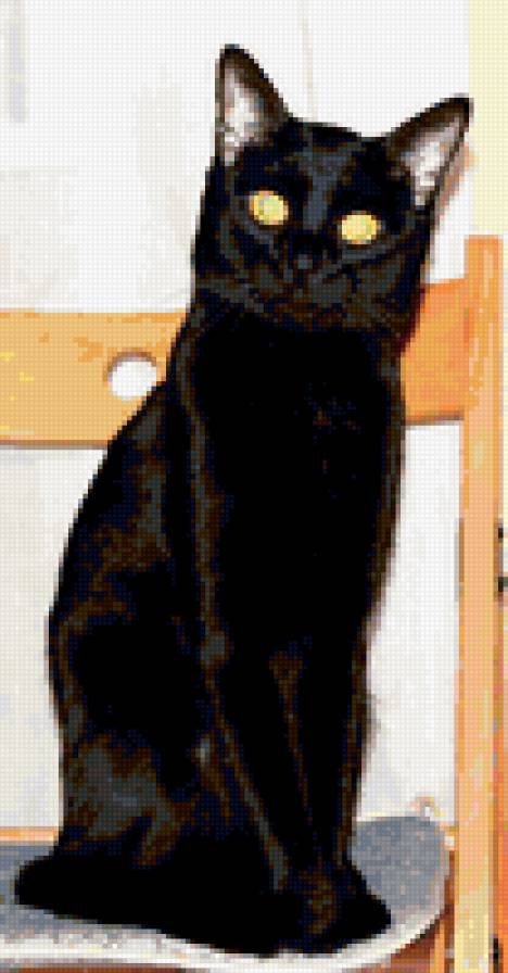 черный кот - глаза, кот, черный кот, животные, кошки - предпросмотр