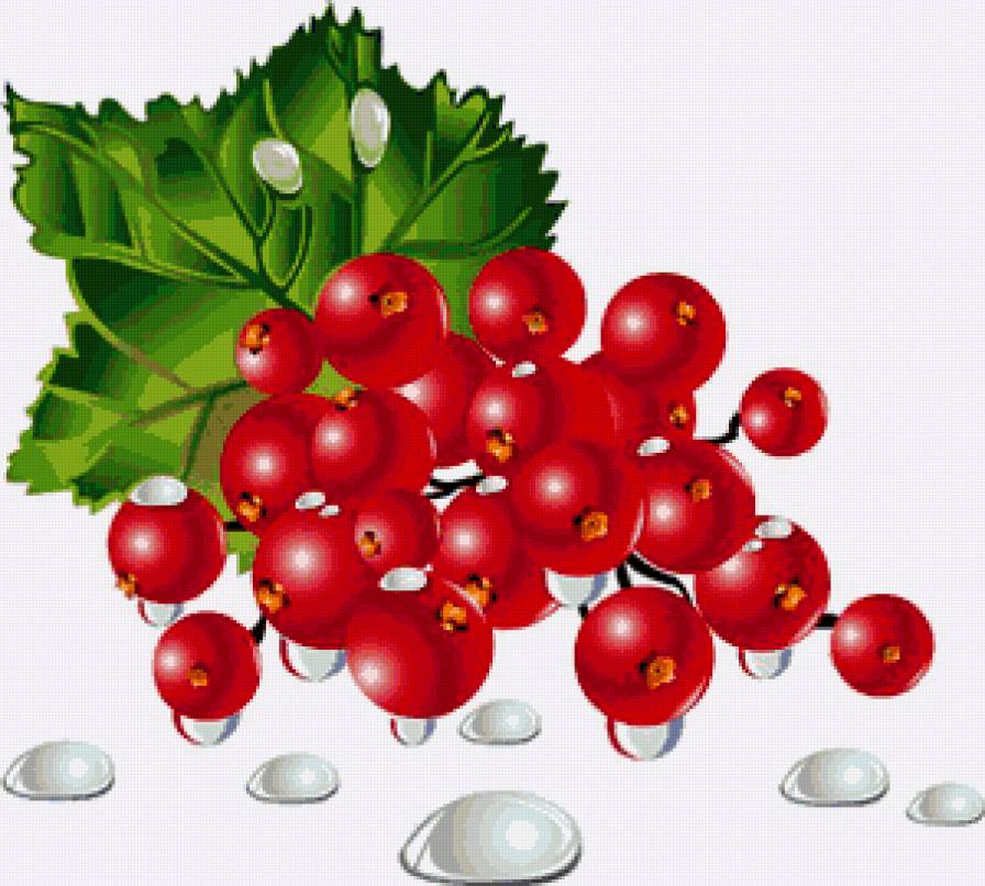 красная смородина - предпросмотр