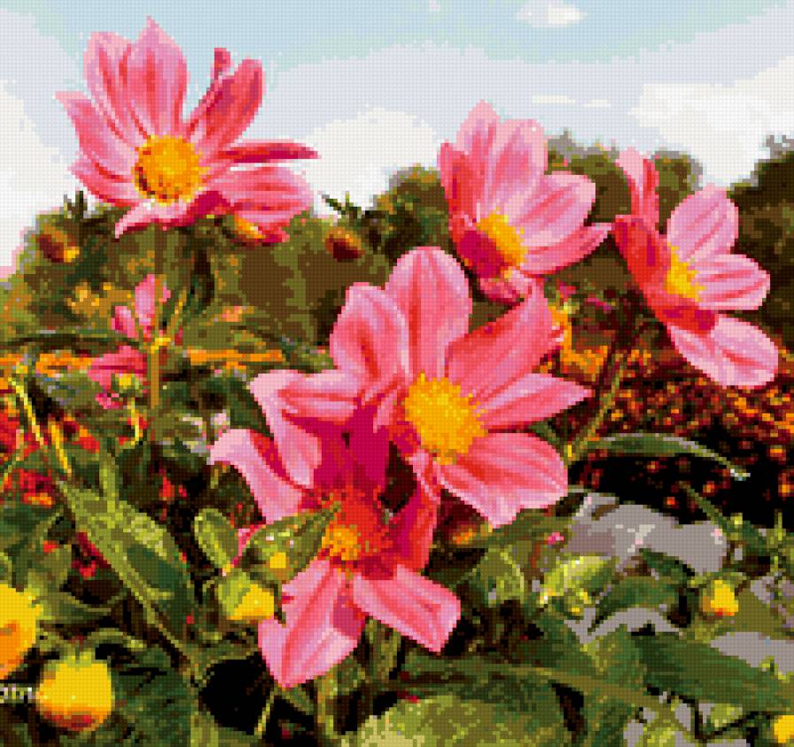 розовое вдохновение - цветы - предпросмотр