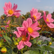 розовое вдохновение