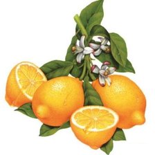 Схема вышивки «лимон»