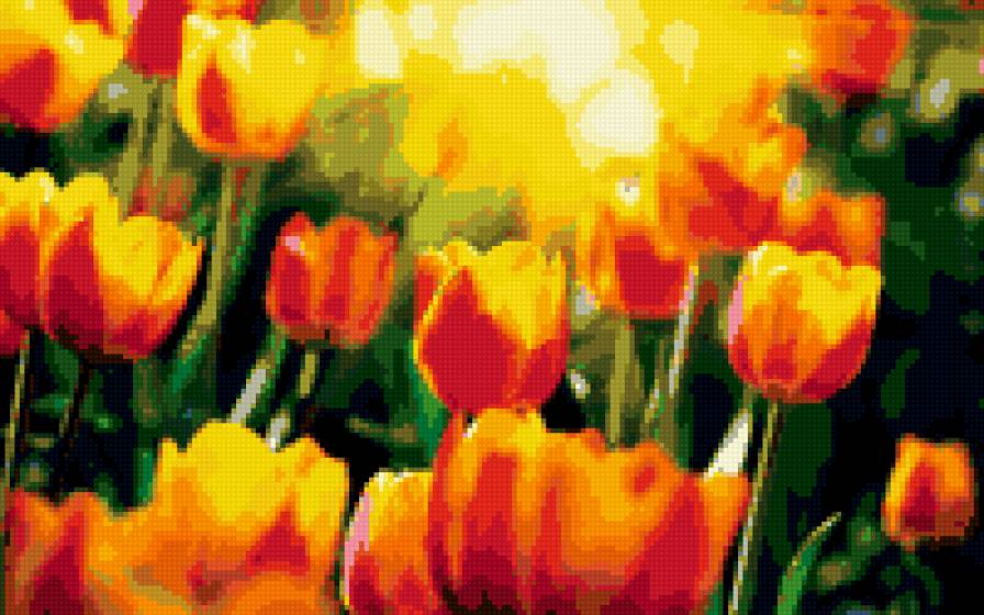 Тюльпаны - предпросмотр