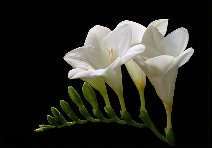 цветы - цветы, на черном, растения - оригинал