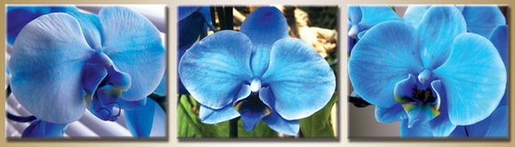 Триптих Синие орхидеи - оригинал