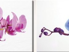 Схема вышивки «Диптих Орхидеи»