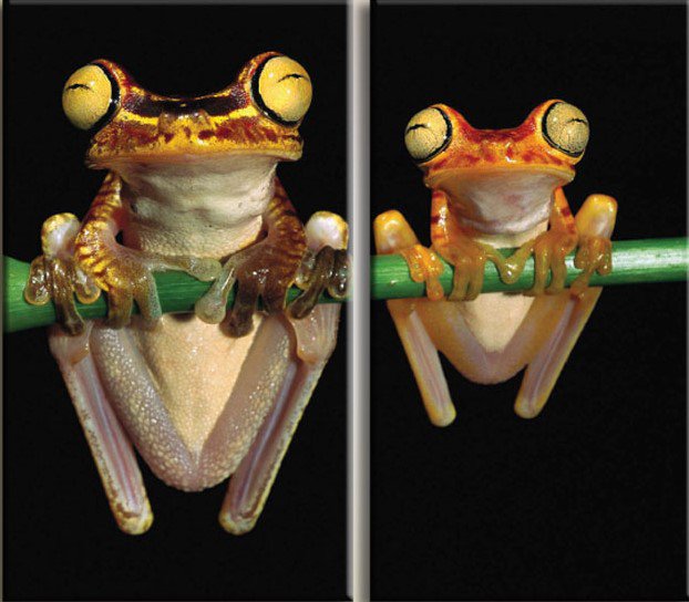 Диптих Две лягухи - оригинал