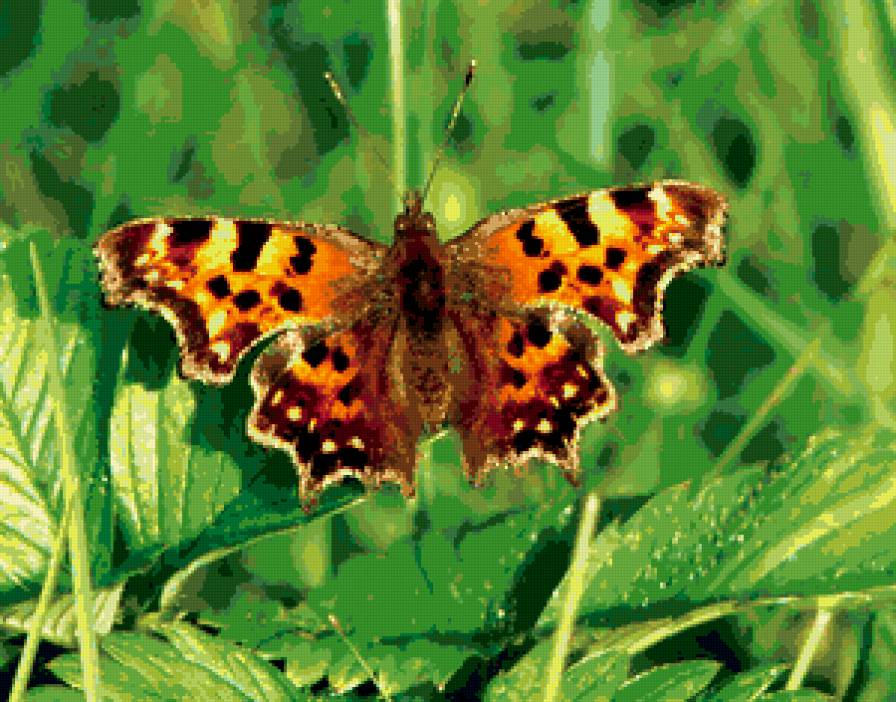 бабочка - бабочка - предпросмотр