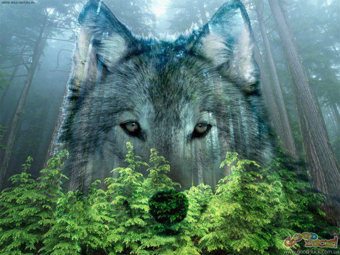 волк - оригинал