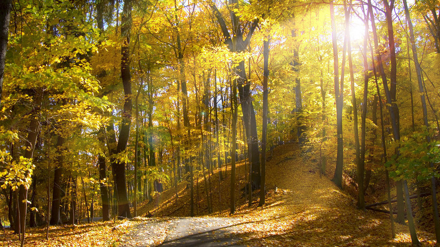 Осенний лес - лес, солнце, осень, деревья, золотая сень, пейзаж - оригинал