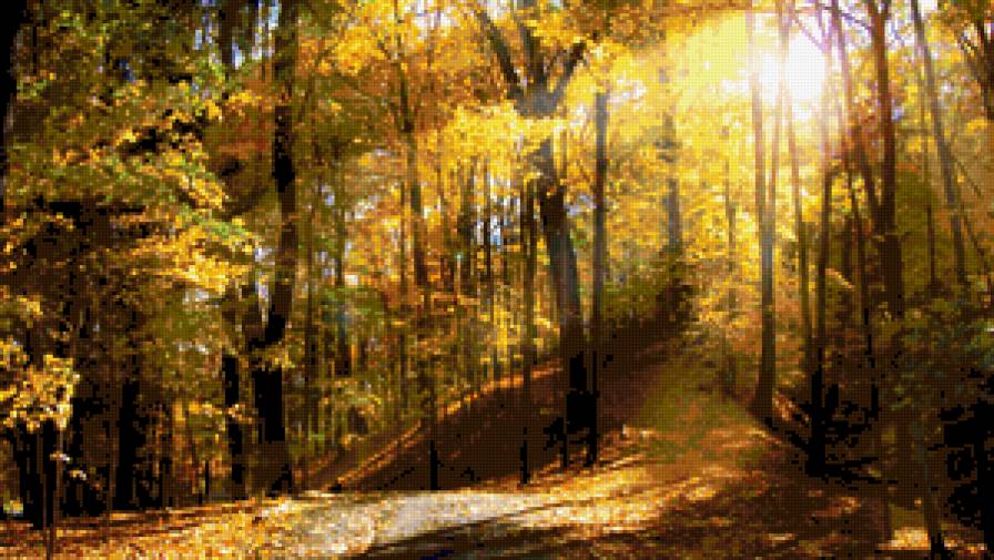 Осенний лес - солнце, осень, пейзаж, лес, деревья, золотая сень - предпросмотр