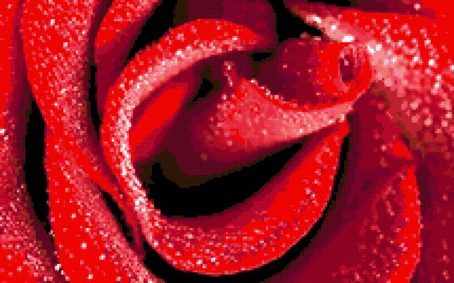 роза 4 - предпросмотр