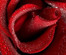 Схема вышивки «роза 4»