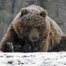 медведь 3