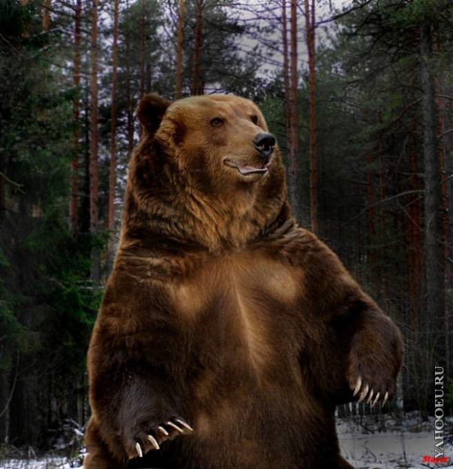 медведь 8 - оригинал