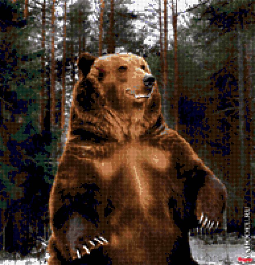 медведь 8 - предпросмотр