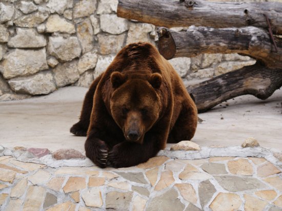 медведь 9 - оригинал