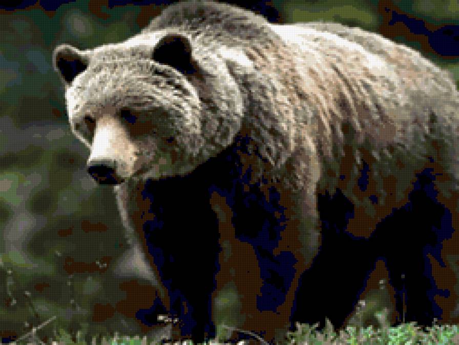 медведь 10 - предпросмотр