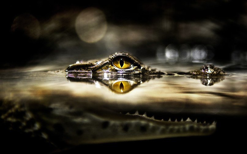 аллигатор - животные - оригинал