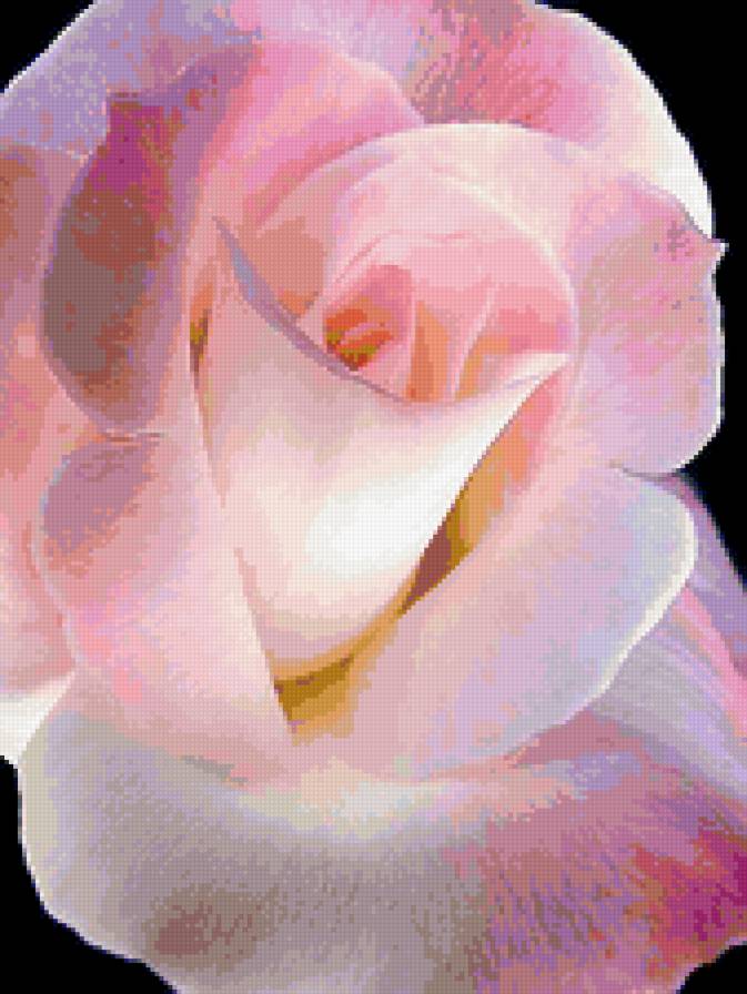 №305064 - роза, цветы, цветок - предпросмотр