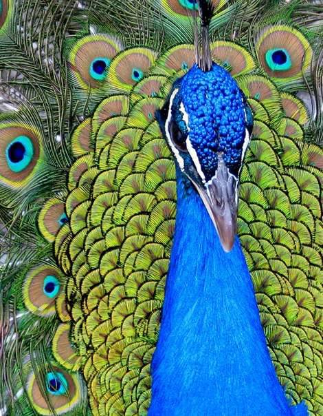 Павлин - птицы - оригинал