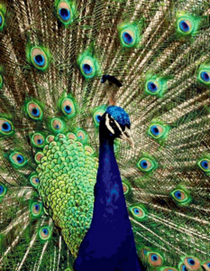 Павлин - птицы - предпросмотр
