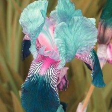 Схема вышивки «Ирис»