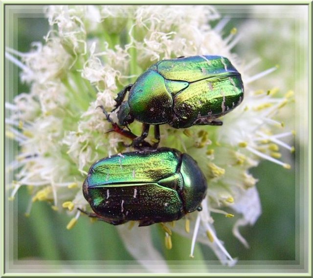 насикомые - оригинал