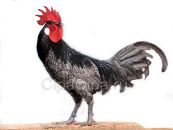 Петух прованса 2 - оригинал