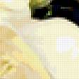Предпросмотр схемы вышивки «Белые розы на черной канве» (№305184)