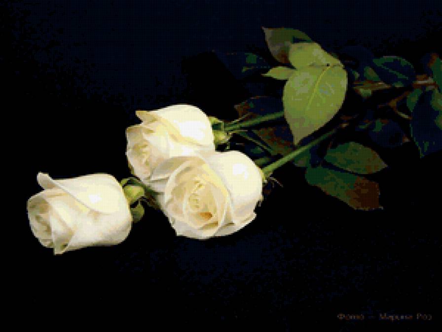 Белые розы на черной канве - букет, цветы - предпросмотр