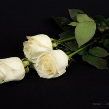 Белые розы на черной канве