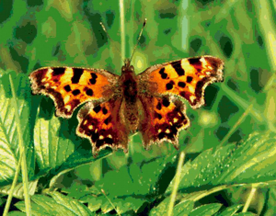 Бабочка - природа, животные, насекомые - предпросмотр