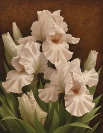 Белые ирисы - цветы, картина - оригинал