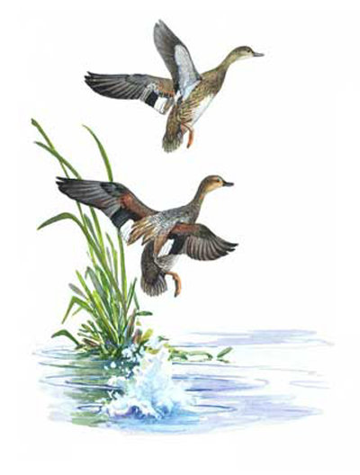 полет - птицы - оригинал