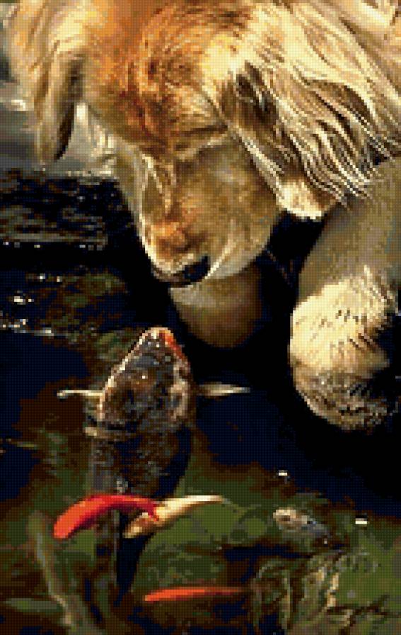 Отражение - рыбка, рыба, собака - предпросмотр