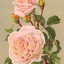 Схема вышивки «333456»