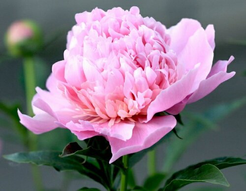 Розовый пион - пион - оригинал