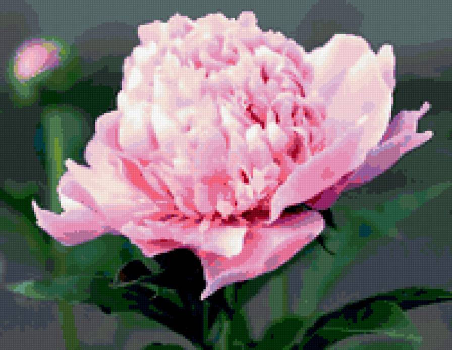 Розовый пион - пион - предпросмотр