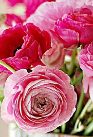 Бутоны пионов - пионы, бутон - оригинал