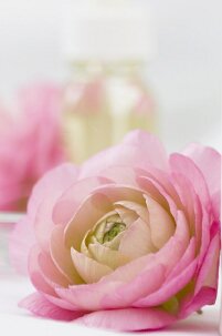 бутон - бутон - оригинал