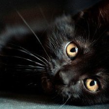 Схема вышивки «котик»