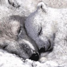 Схема вышивки «белые мишки»