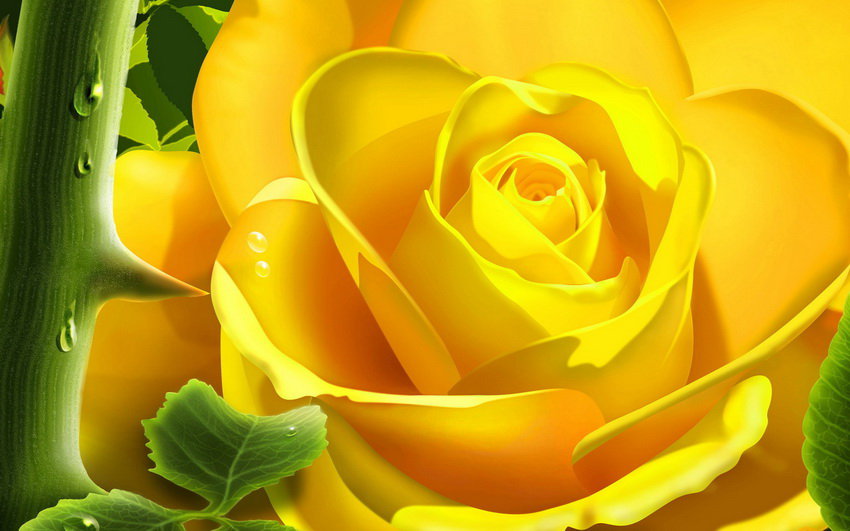 прекрасная роза - цветок, цветы, роза, желтая роза - оригинал