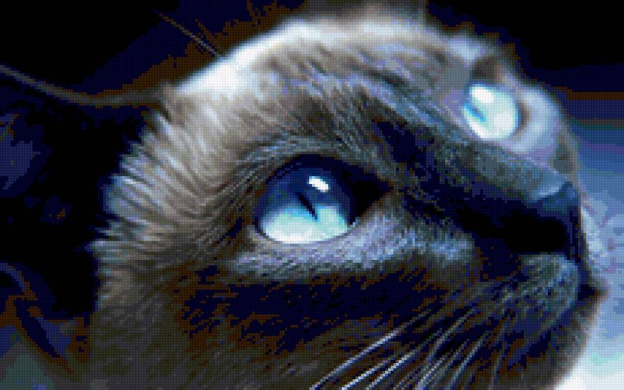 Сиамский кот - сиам, кот, тайский кот, глаза - предпросмотр