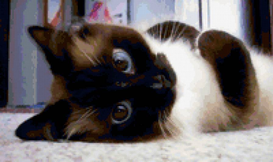 сиамская кошка - кошка - предпросмотр