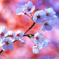 Схема вышивки «Вишнёвый цвет»