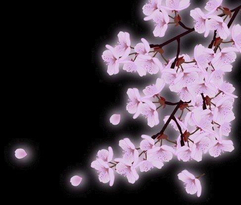Сакура - цветы, сакура, вишня - оригинал