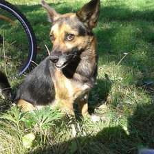 Схема вышивки «бим»