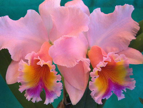 №306485 - оригинал