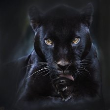 Схема вышивки «040»